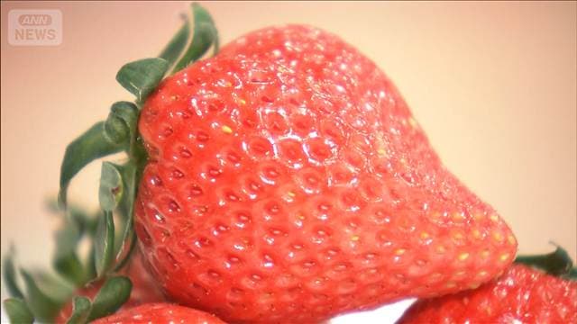 最先端植物工場 AI活用でイチゴの研究開発 世界最大級「Oishii Farm」の日本拠点