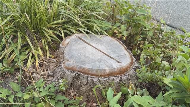 名物イチョウ並木で54本一斉に枯れる 回復見込めず伐採 原因は除草剤 東京・町田市
