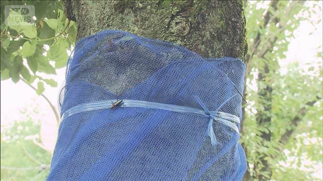 カミキリムシ駆除報酬、予算の半額3日間で市民に 1577匹で47万円分 高崎市
