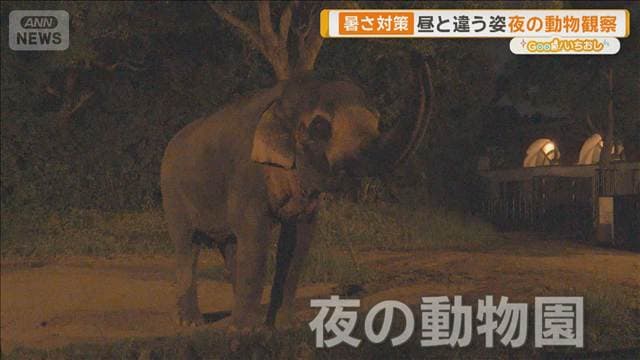 夏限定 夜の動物園 昼間とは違う動物の姿 特別なバードショーも【グッド!いちおし】