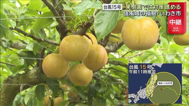 台風15号 福島・いわき市 強風域に入った海岸の様子は 果樹園では対策進める