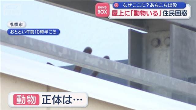 屋上に「動物いる」住民困惑 なぜここに? あちこち出没 札幌市