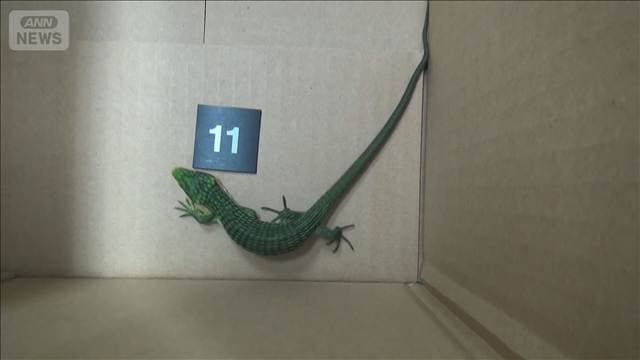 靴下の中に隠し…トカゲ200匹密輸試みたか メキシコ国籍の男逮捕
