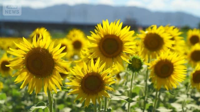 “特別な”ひまわり畑 観光客続々… “幸せの黄色い新幹線”が来る