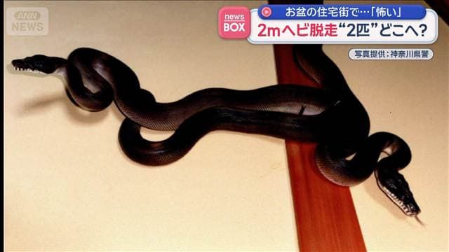 2mのヘビ2匹が“脱走” 川崎のマンションから 閑静な住宅街騒然「表に出たくない」