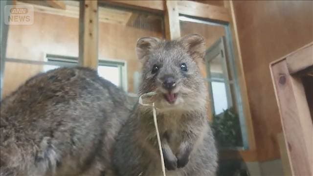 激レア動物集まる動物園 日本唯一のクオッカ “笑顔”撮れる部屋【グッド!いちおし】