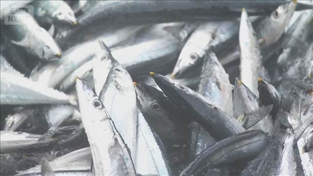 サンマ 岩手で初水揚げ 2倍の高値 札幌は初競り1キロ3万円も