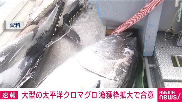 【速報】大型の太平洋クロマグロ 漁獲枠拡大で合意 先月は合意できず異例の再協議