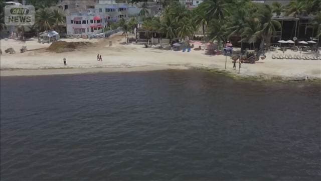カリブ海各地のビーチが茶色に 海藻サルガッサムが大繁殖で鼻を刺激するガスを発生
