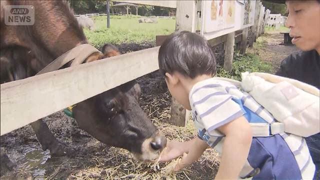 ジャージー牛のエサやり体験 家族連れでにぎわう 山梨・清里高原