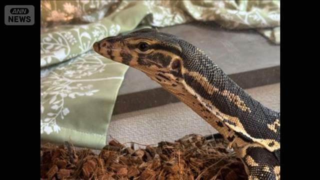 体長1.2メートルのミズオオトカゲが逃げ出す 警察が捜索活動 横浜市緑区のマンション