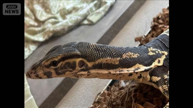 “脱走”のミズオオトカゲ 飼い主宅のクローゼットで発見 横浜市緑区