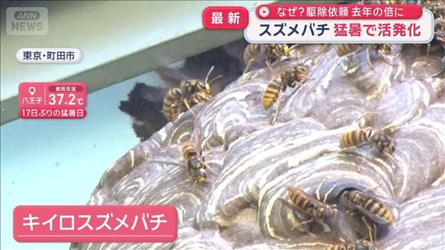 なぜ? 駆除依頼去年の倍に スズメバチ猛暑で活発化