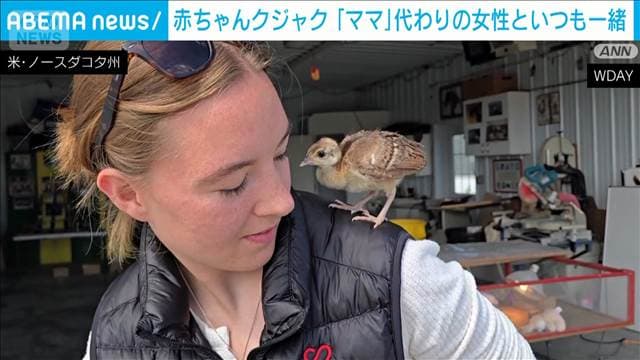 赤ちゃんクジャク 「ママ」代わりの女性といつも一緒