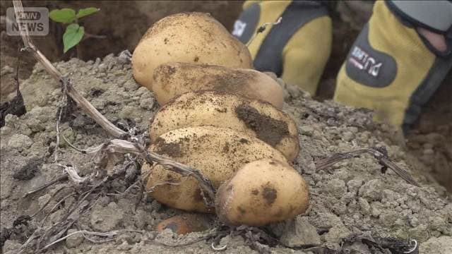 農水省 米じゃがいもの病害虫リスト案公表 主産地から反対の声も…説明会を実施へ
