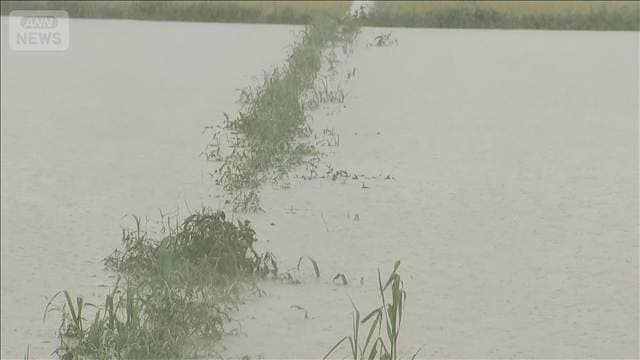 記録的大雨で稲刈り控える田んぼが冠水 石川・羽咋市