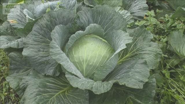 キャベツ高騰“3割高” 農家も悲鳴…生産コスト高騰「もう無理」止まらぬ値上げの波