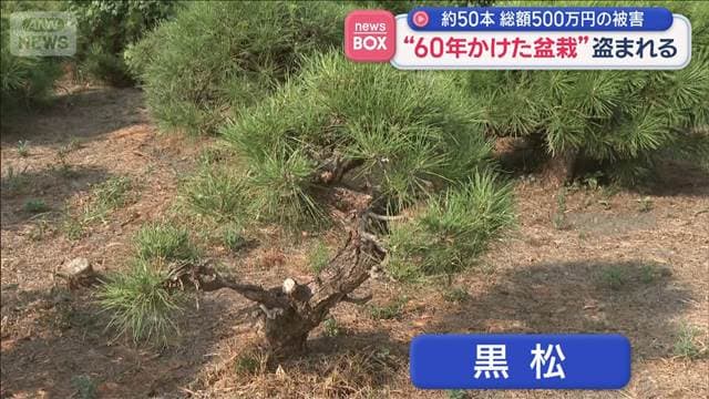 “60年かけた盆栽”盗まれる 約50本 総額500万円の被害