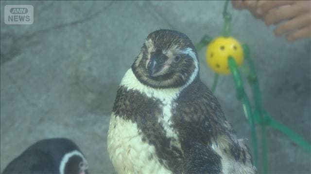 性転換?命がけの脱皮? 海の生き物の知られざる秘密【グッド!いちおし】