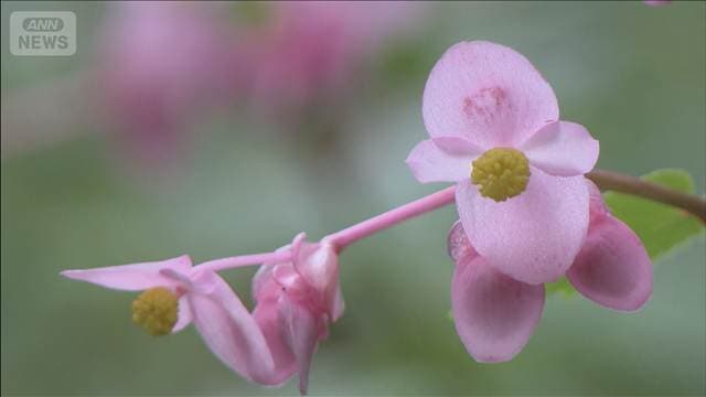秋の訪れを告げる「シュウカイドウ」が見頃
