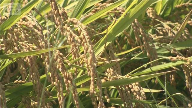コメ価格の見通し 過去最低続く 在庫過剰で値下がり傾向 8月調査
