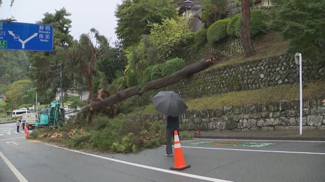山梨・身延町の県道に松の木が倒れる けが人なし 道路は一時通行止め