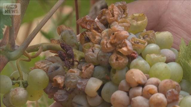 猛暑でブドウ収穫1カ月前倒し フランス屈指のワイン産地でも…生産量激減見込み