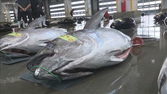 三陸ブランドマグロ豊漁 過去20年で最多の水揚げ 最高値1キロ5000円 全国に出荷