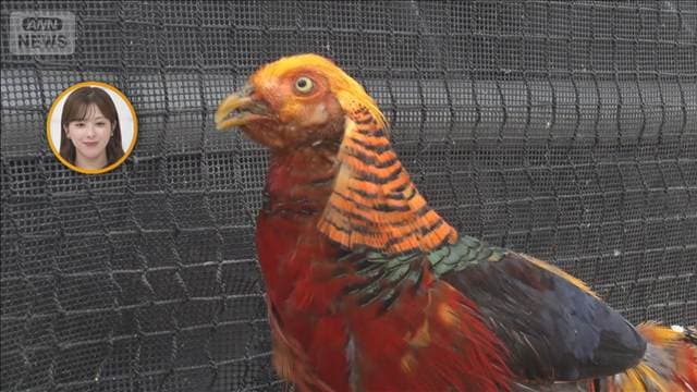 掛川花鳥園 鳥たち彩る色の秘密 なぜオスだけ派手な羽色?【グッド!いちおし】