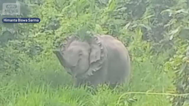 “奇妙なゾウ”見つかる “タテガミ”のようにタイヤが…