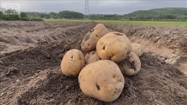 どうなる米国産生ジャガイモ輸入解禁 国内農家の経営に直結 病害虫への懸念も
