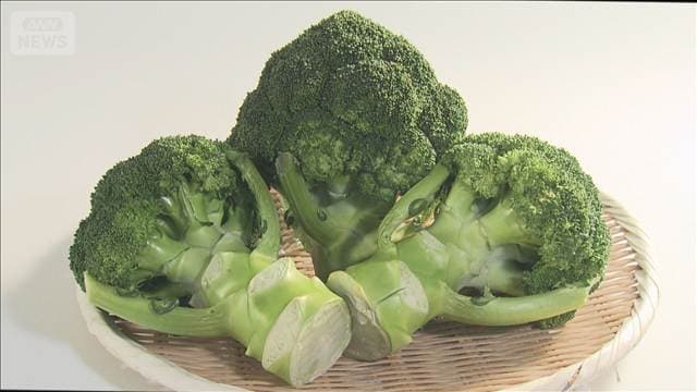 ブロッコリーがピンチ 「指定野菜」入り半年 長雨と日照不足で 価格1.5倍に