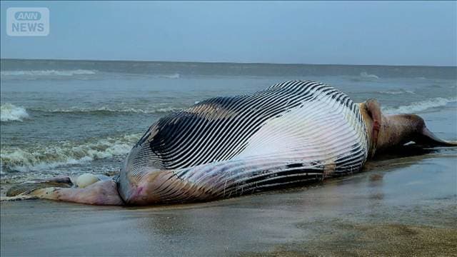 外房の浜にクジラ打ち上げ 台風で撤去できず 口から“風船”…腐臭も 千葉・匝瑳市
