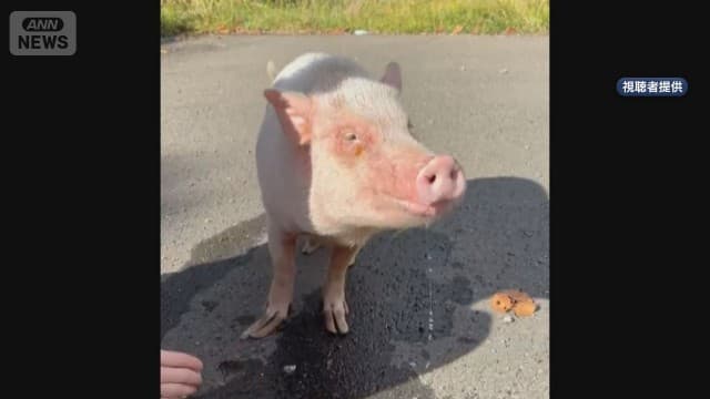 国道に“迷子のブタ”誰が? 目撃者「まさか…」