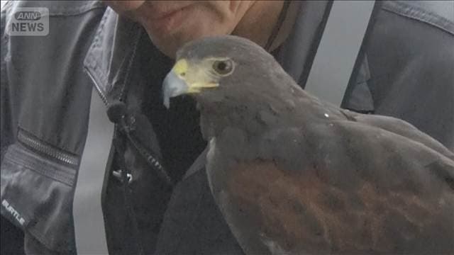 アジア大会の競歩コースにカラス1000羽 鷹匠がタカを操りカラス撃退作戦