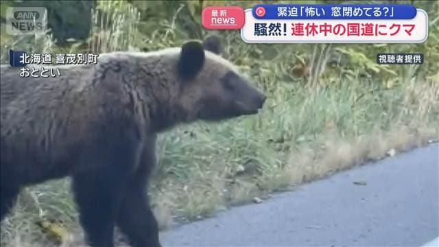 連休中の国道にクマ 「怖い窓閉めてる?」車内は緊迫 飛び出すような素振りも