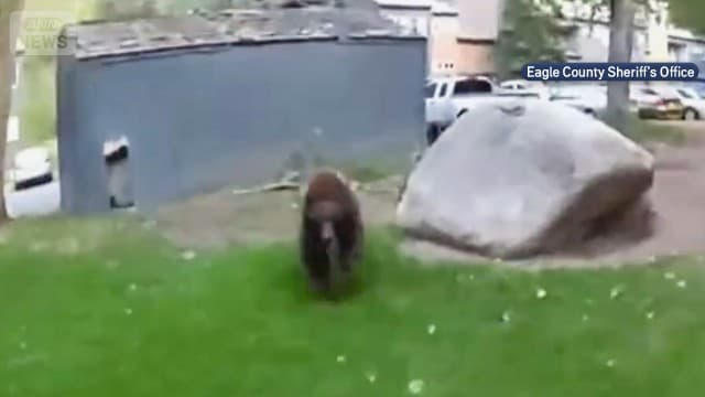 クマが警察官“襲撃” 車の中に家の中…アメリカでも出没増加
