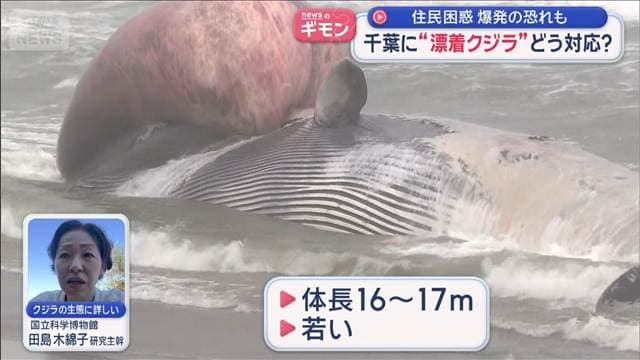 “漂着クジラ”どう対応? 住民困惑 爆発の恐れも 千葉・匝瑳市