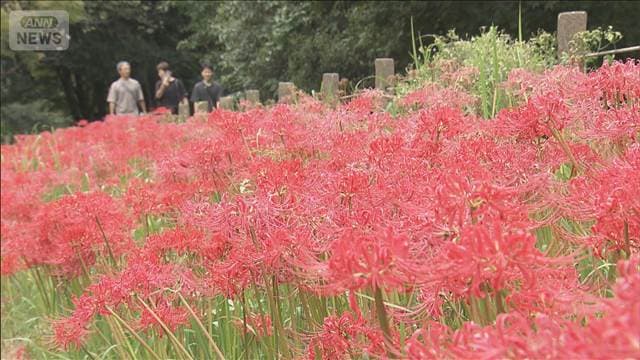 東京・神代植物公園で秋の訪れを告げる真っ赤なヒガンバナが咲き並ぶ