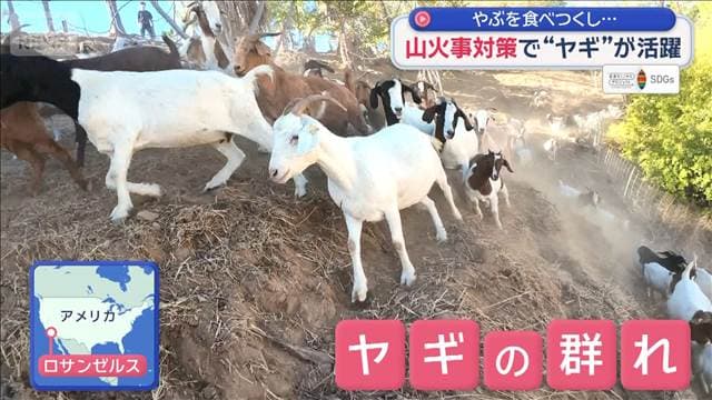 “ヤギ”がカリフォルニアの危機を救う 山火事対策以外でも活躍
