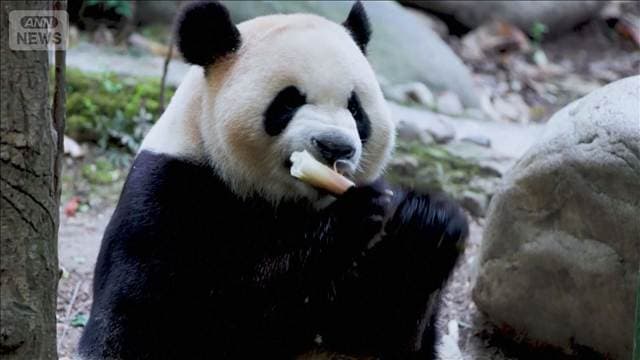 中国のパンダ2頭が米アトランタに到着 「平平」と「福双」 10年間貸与の予定