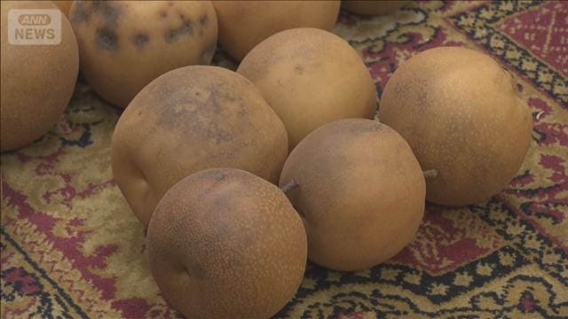 猛暑被害の熊本特産「荒尾ナシ」の加工品販売など検討 セブン-イレブン