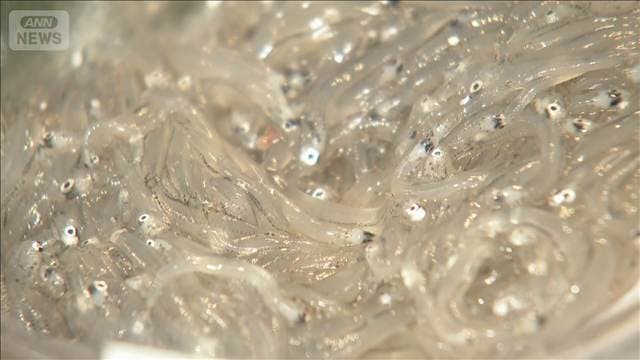 「北限のしらす」10年ぶり豊漁 2~3割安く 黒潮大蛇行終息で 宮城・名取市