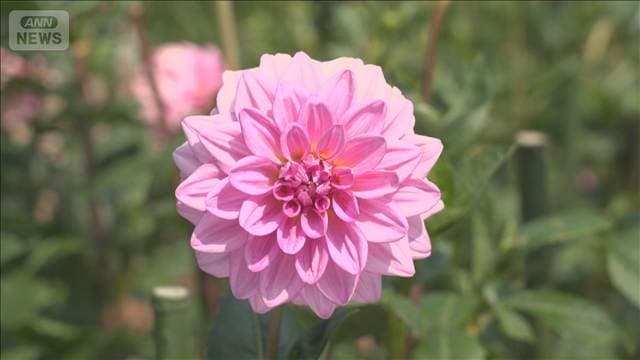 ナポレオン皇后愛した花「ダリア」 5万種も?命名追い付かず【グッド!いちおし】