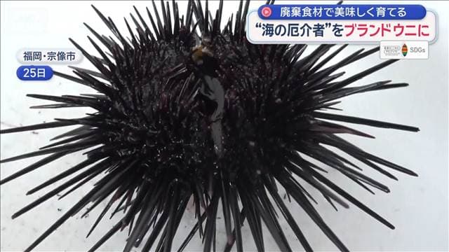 【SDGs】“海の厄介者”をブランドウニに 廃棄食材で美味しく育てる