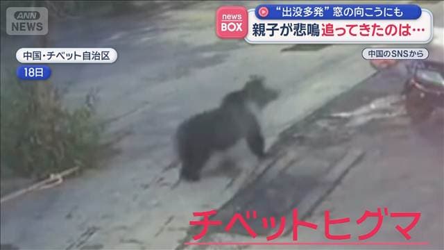 親子が悲鳴 スクーターを追ってきたのは… クマ“出没多発” 中国・チベット自治区