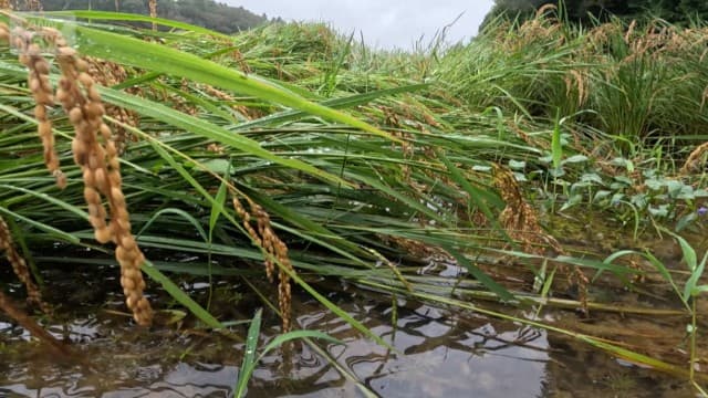 迫る台風26号 連日続く雨 新米に緊急事態 品質に不安感じるなか検査に密着