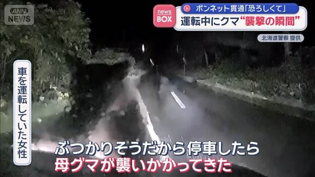 走行中の車にクマ“襲撃の瞬間” 爪がボンネット貫通 運転女性「恐ろしくて」