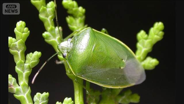 カメムシ平年の20倍 静岡県で初の警報発表 「果樹への被害が拡大する恐れ」