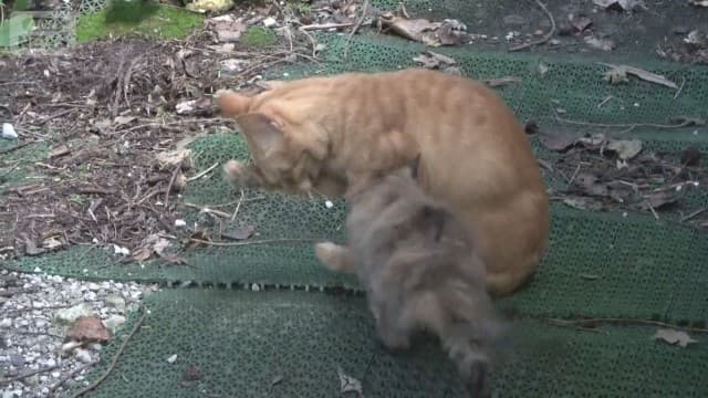 日光でクマとネコが“対峙”北関東ドングリ不足で出没増?北軽井沢の別荘テラスにベア